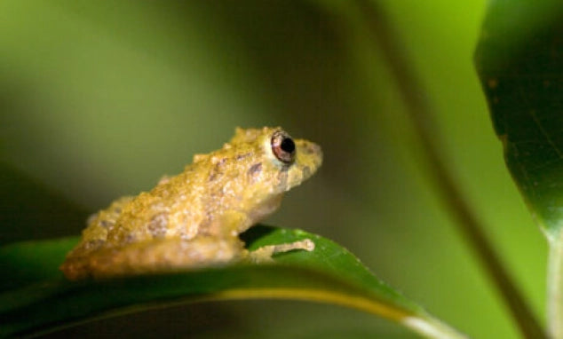 Small frog discovered during a Monteverde cloud forest night hike