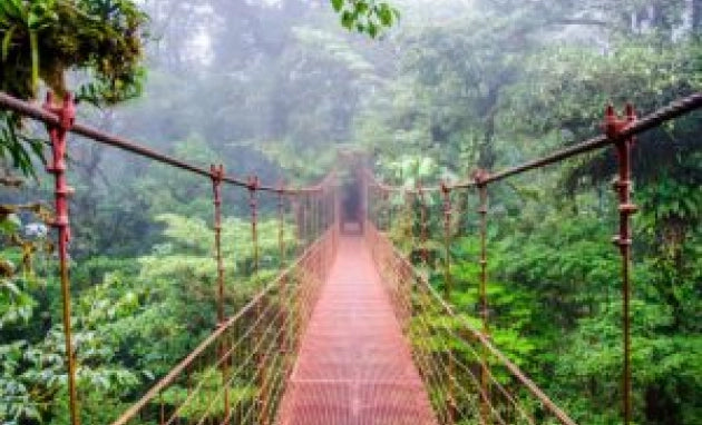 A hanging bridge crossing Monteverde cloud forest