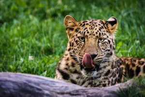 Jaguar resting in Colombia