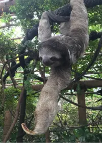 Sloth hanging from a branch in Costa Rica