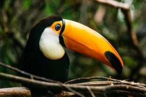 Toucan perched among branches in Costa Rica